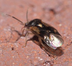 Eurychilopterella