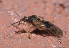 Eurychilopterella
