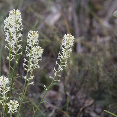 Stackhousia aspericocca