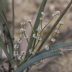 Lomandra multiflora dura