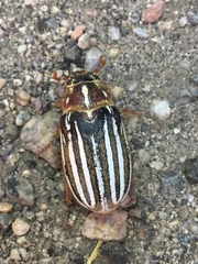 Polyphylla decemlineata