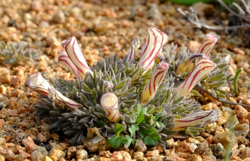 Twoforked Sorrel (Oxalis densa)