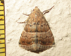 Eublemma bolinia