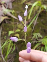 Thelymitra fragrans