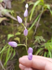 Thelymitra fragrans