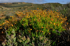 Crassothonna floribunda