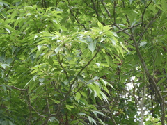 Fraxinus insularis