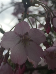Prunus