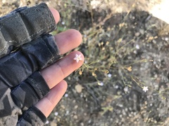 Saltugilia australis