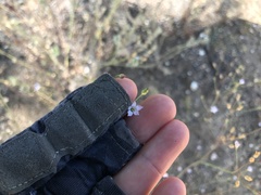 Saltugilia australis