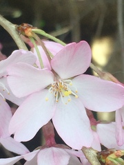 Prunus
