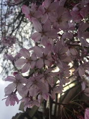 Prunus