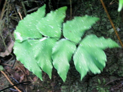 Adiantum macrophyllum