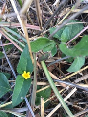 Calyptocarpus vialis