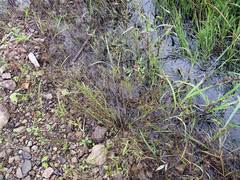 Juncus articulatus limosus