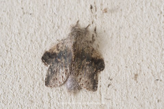 Stauropus alternus
