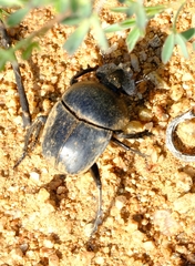 Scarabaeus hottentorum