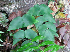 Adiantum macrophyllum