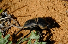 Scarabaeus hottentorum
