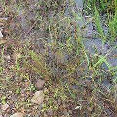 Juncus articulatus limosus