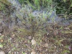 Juncus articulatus limosus