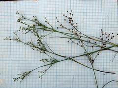 Juncus articulatus limosus