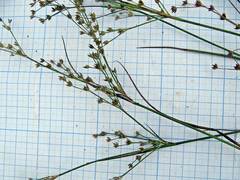 Juncus articulatus limosus