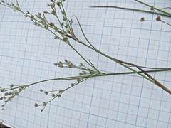 Juncus articulatus limosus