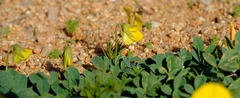 Crotalaria excisa