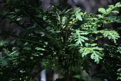 Cyanea shipmanii