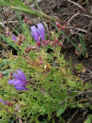 Dracocephalum peregrinum