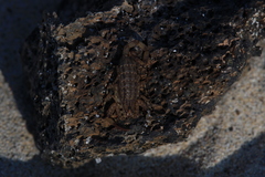 Isometrus maculatus