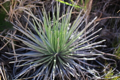 Argyroxiphium kauense
