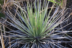 Argyroxiphium kauense