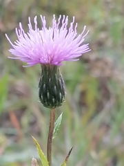 Cirsium serratuloides