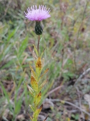 Cirsium serratuloides