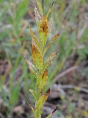 Cirsium serratuloides