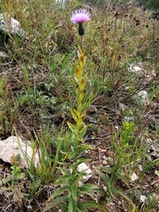 Cirsium serratuloides