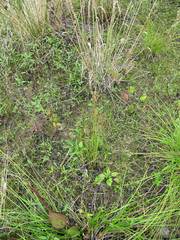 Juncus articulatus limosus