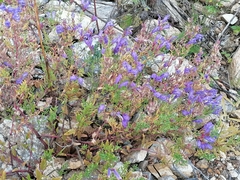 Dracocephalum peregrinum