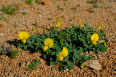 Crotalaria excisa