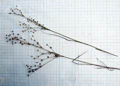 Juncus articulatus limosus