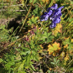 Aconitum nasutum
