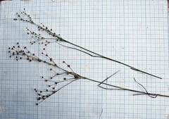 Juncus articulatus limosus