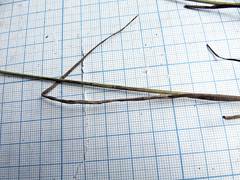 Juncus articulatus limosus