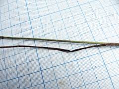 Juncus articulatus limosus