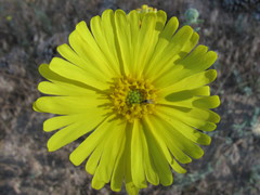 Madia elegans wheeleri