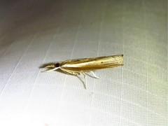 Fissicrambus profanellus