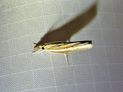 Fissicrambus profanellus