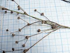 Juncus articulatus limosus